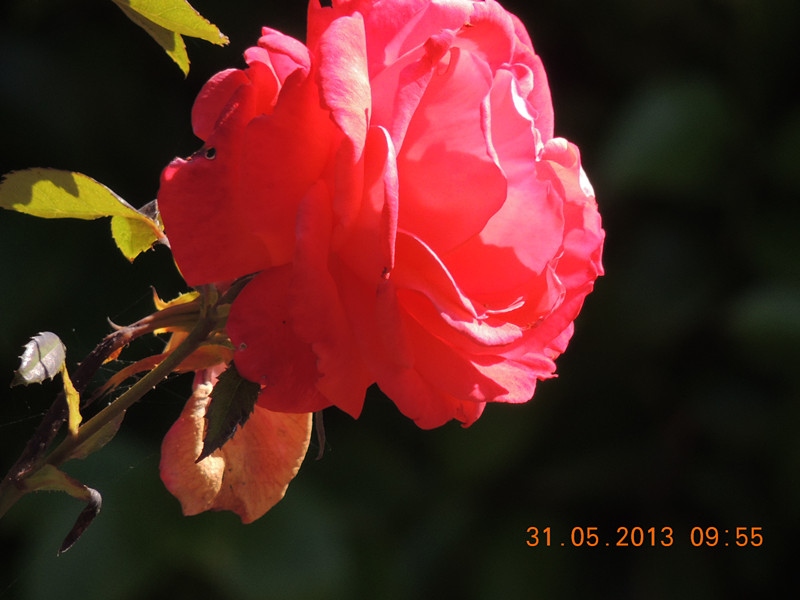 flower 516_.jpg