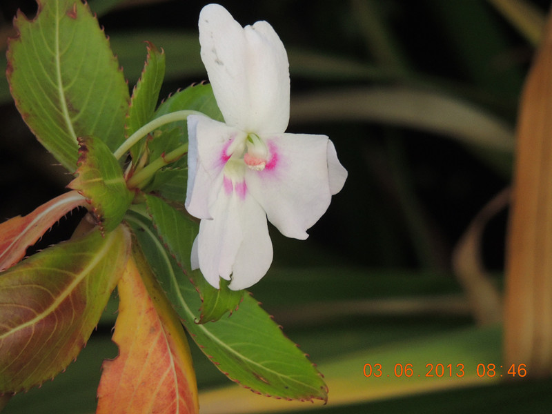 flower 565_.jpg