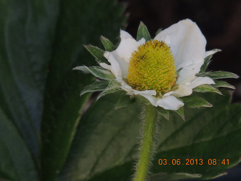 flower 559_.jpg