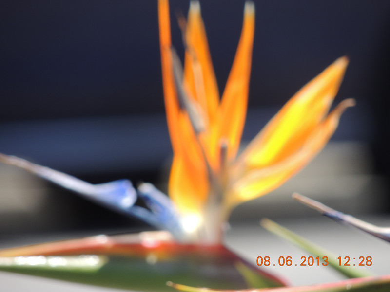 flower 714_.jpg