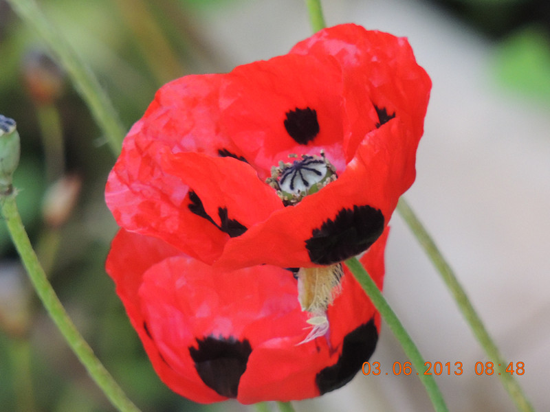 flower 571_.jpg