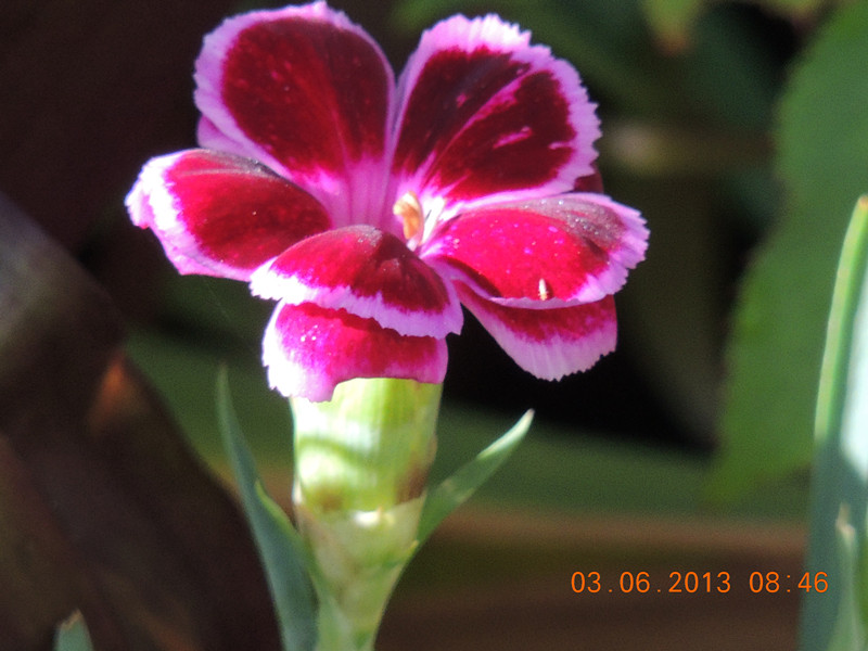 flower 569_.jpg