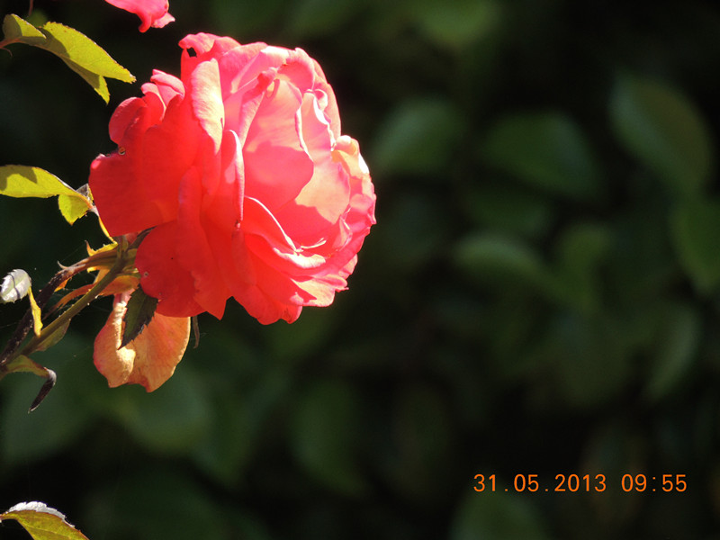 flower 515_.jpg