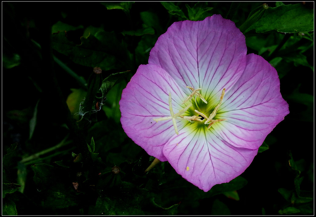 �ֻ�����