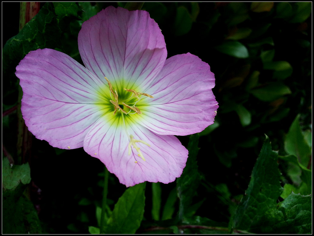 �ֻ�����