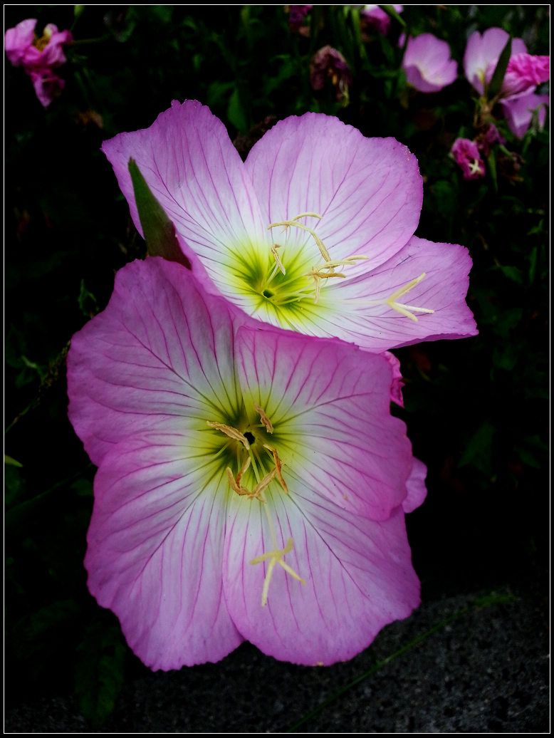 �ֻ�����