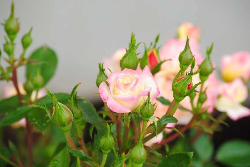 DSC_0418.JPG