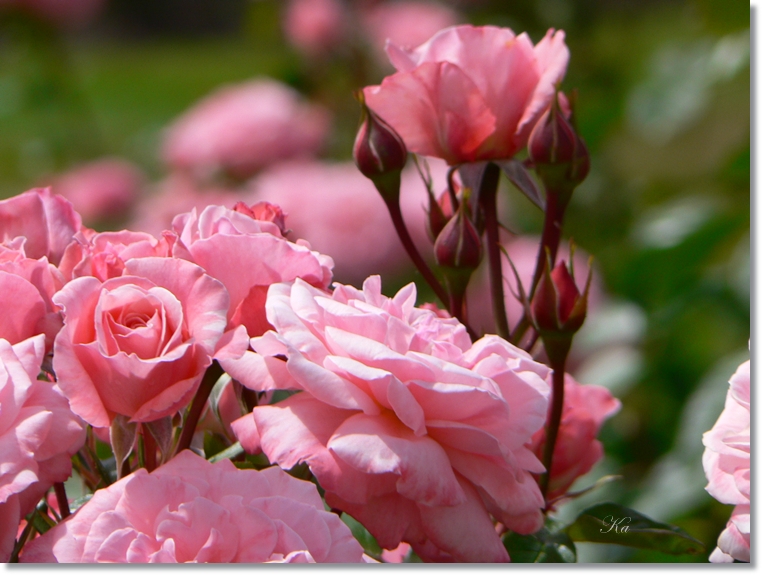 flowers 21-01-13 025.jpg