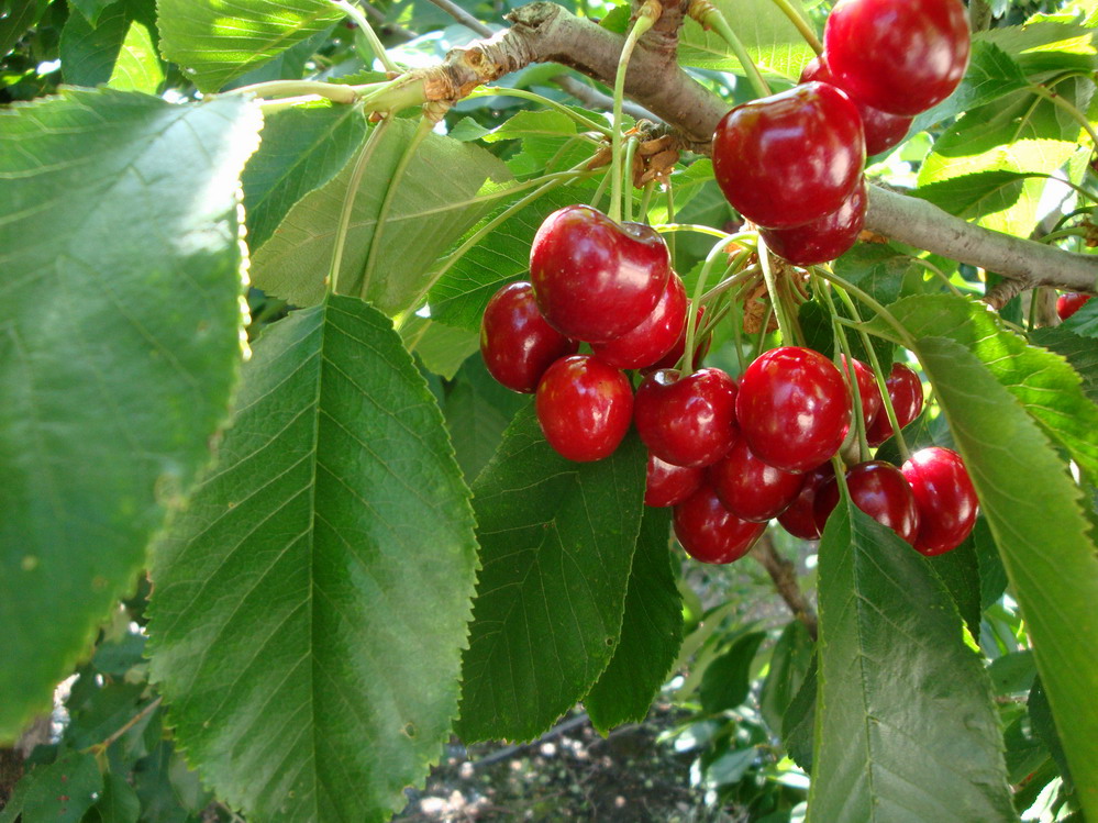 DSC05385.JPG