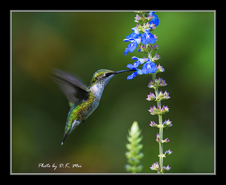 DSC_4814C.jpg