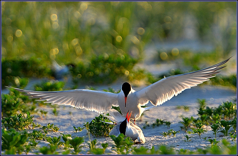 DSC_7596-2.jpg