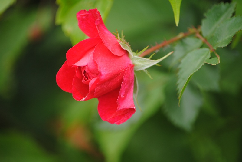 DSC_0433.JPG