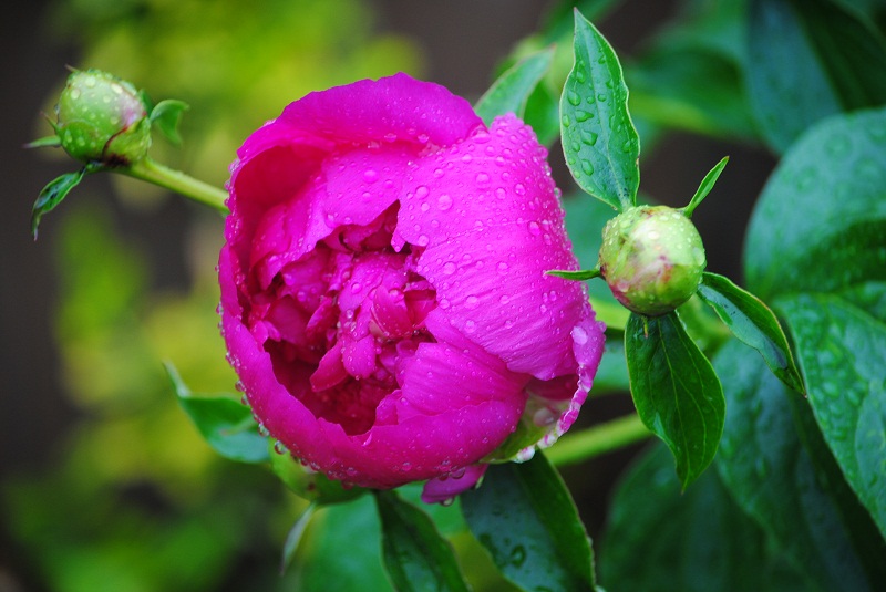 DSC_0406.JPG