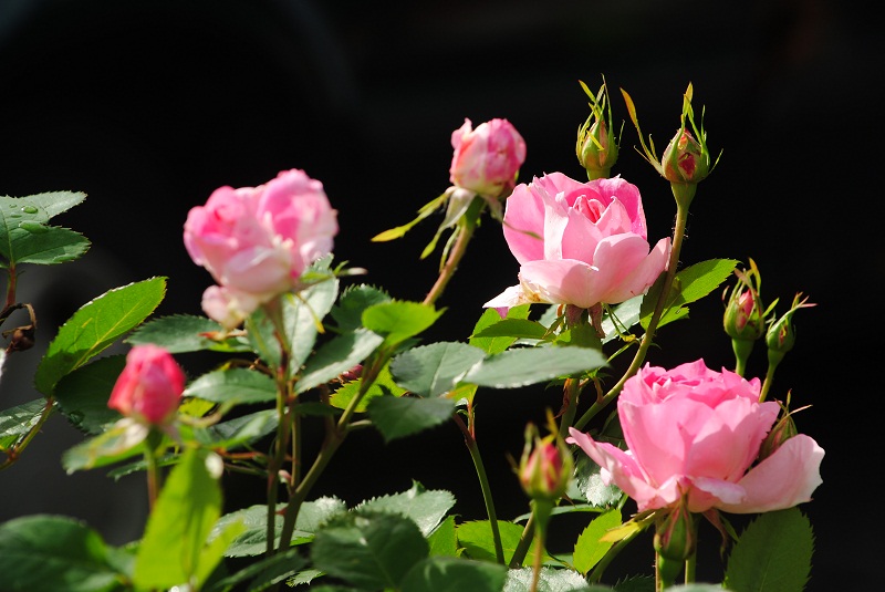 DSC_0409.JPG