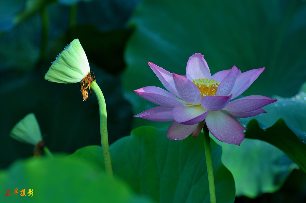 DSC_9448.JPG