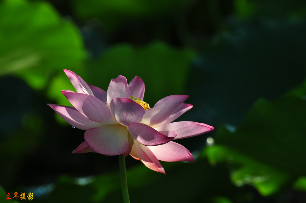 DSC_9428.JPG