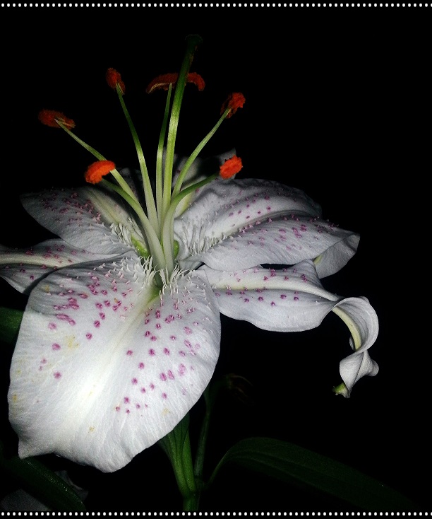 20130718_222444_conew2.jpg