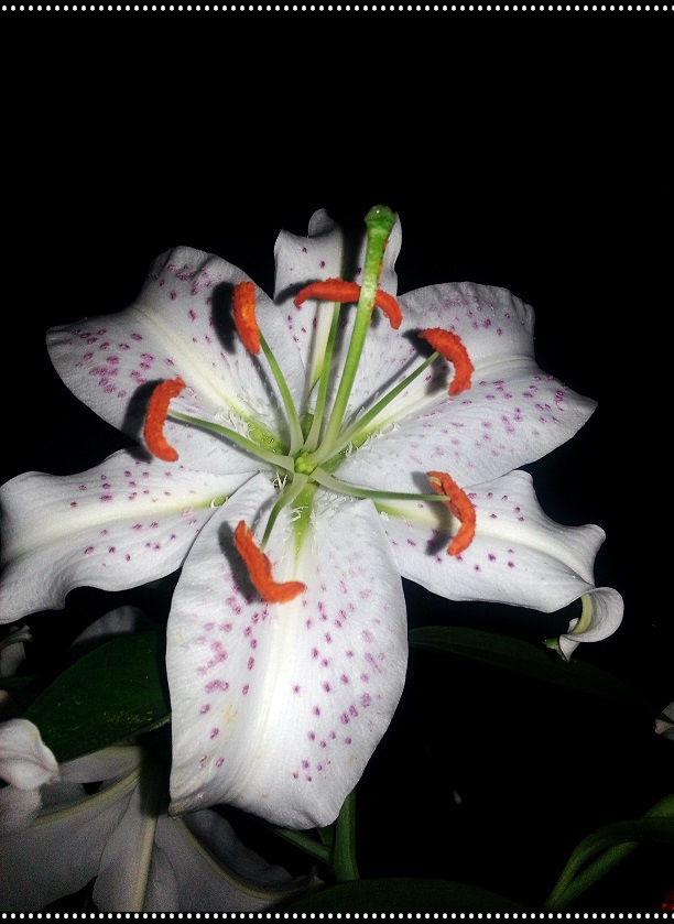 20130718_222441_conew1.jpg