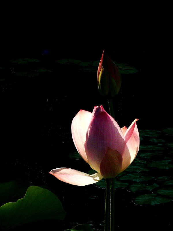 l1020670_conew3.jpg