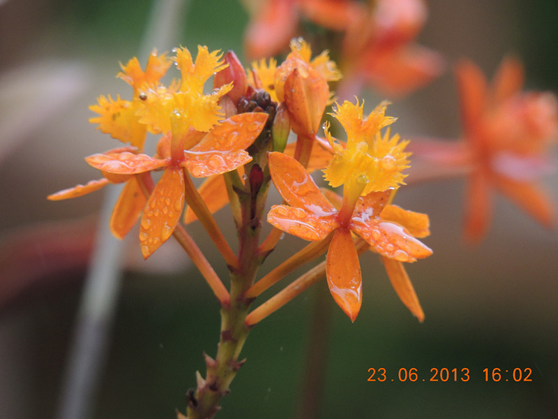 flower 892_.jpg