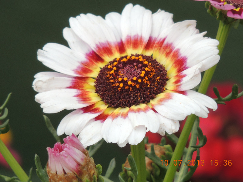 flower 129_.jpg