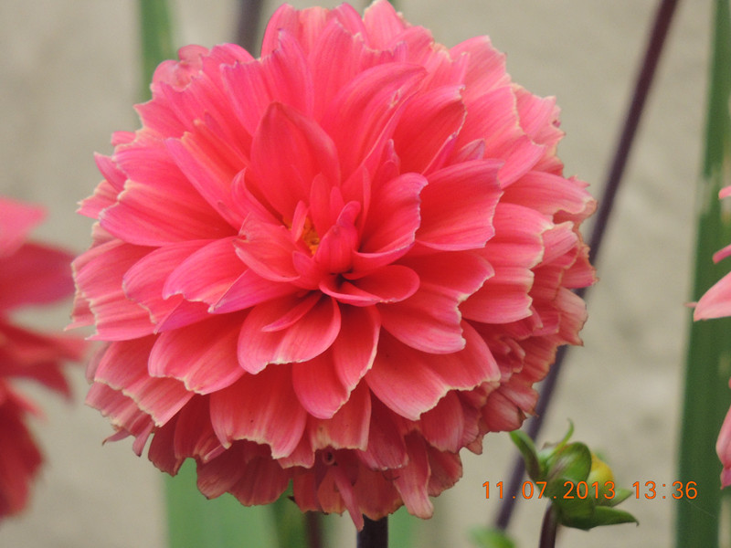 flower 198_.jpg