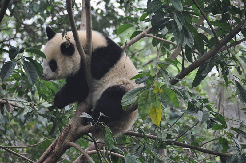 chengdu&nbsp;&nbsp;jizhaigou-china tour 1190_.jpg