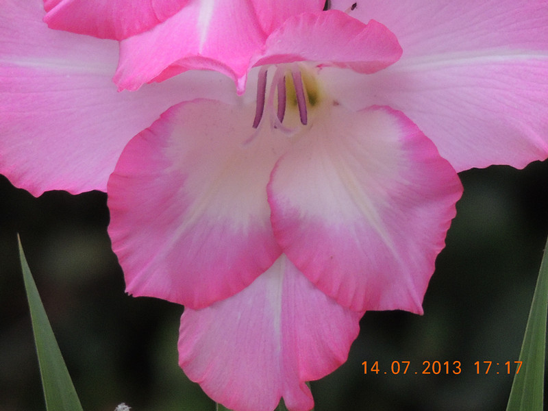 flower 231_.jpg