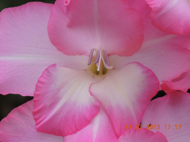 flower 228_.jpg