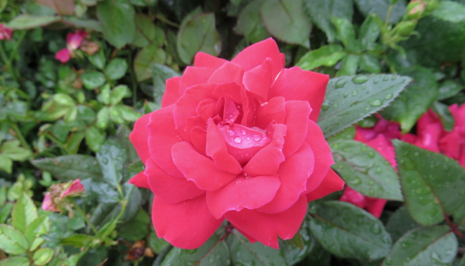 IMG_0001_3905.jpg
