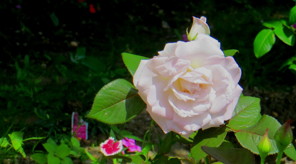 IMG_0001_3756.jpg