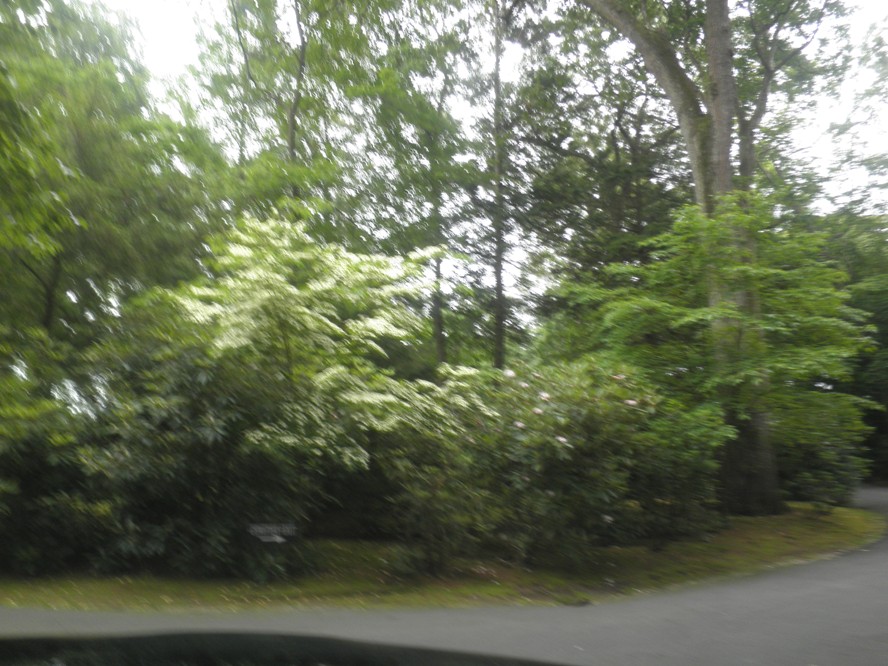 P6300039.JPG