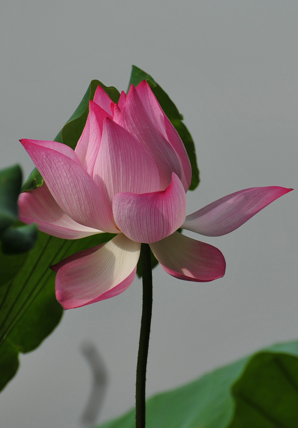 DSC_8837.JPG