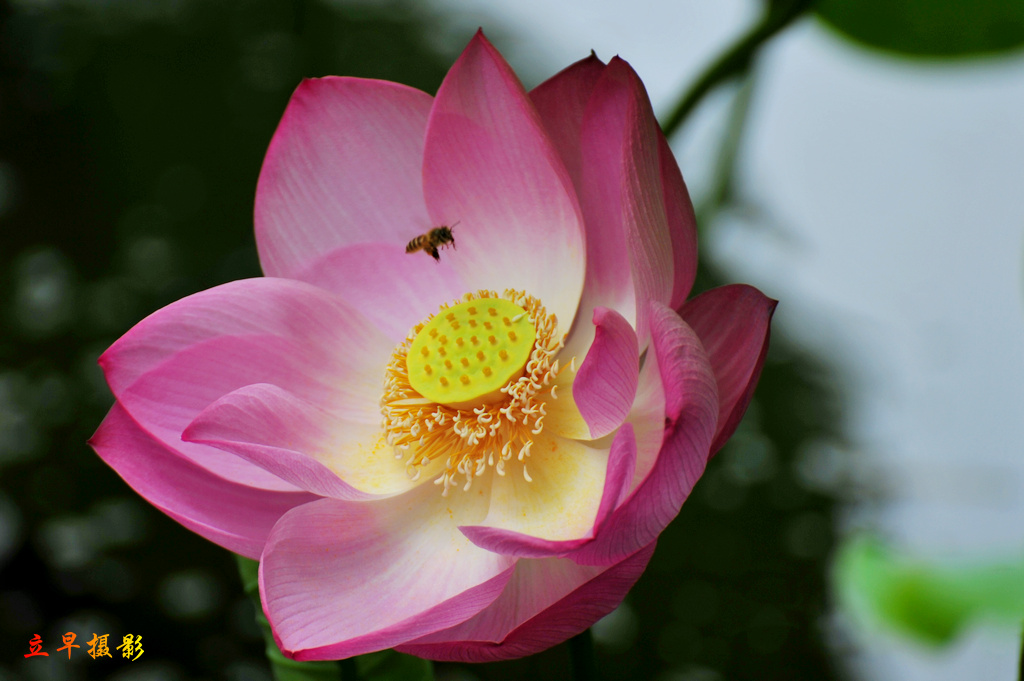 DSC_8913.JPG