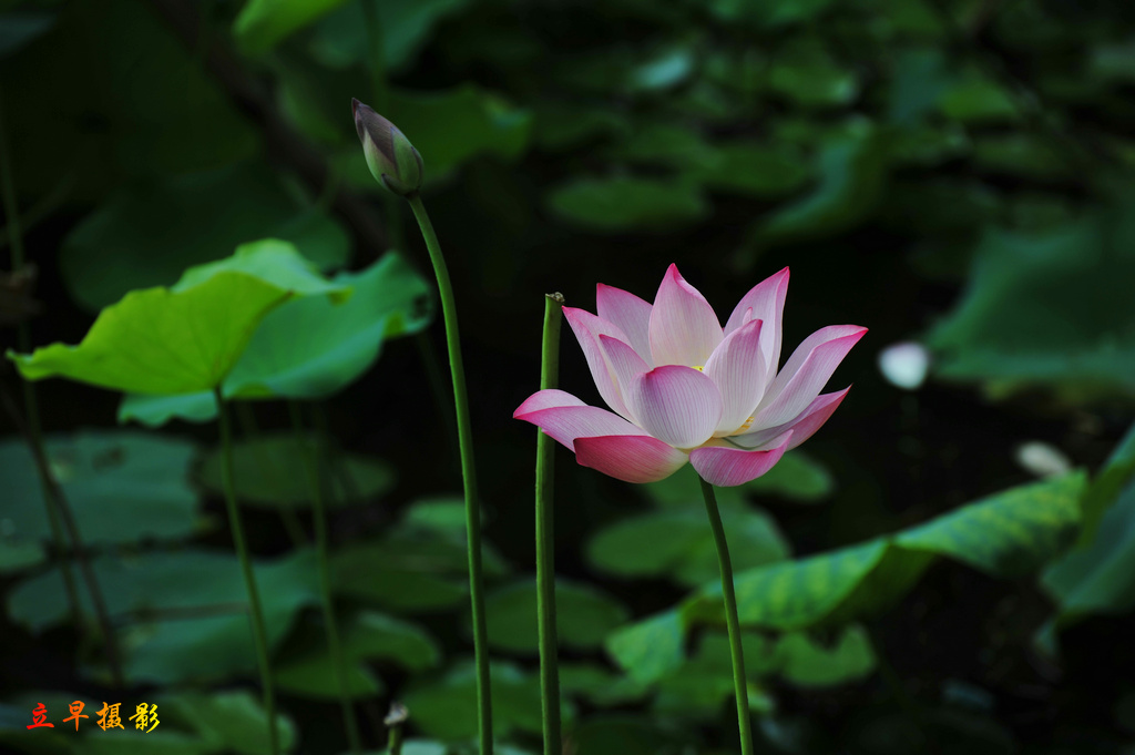 DSC_8848.JPG