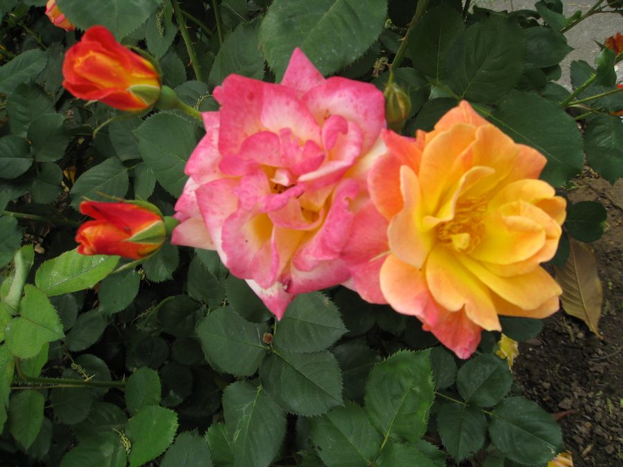 IMG_2329.JPG