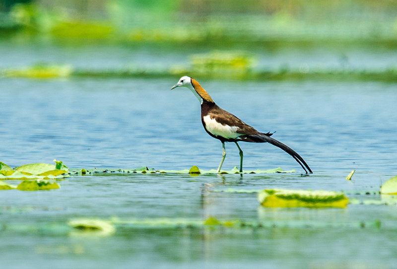 DSC_3764-.jpg