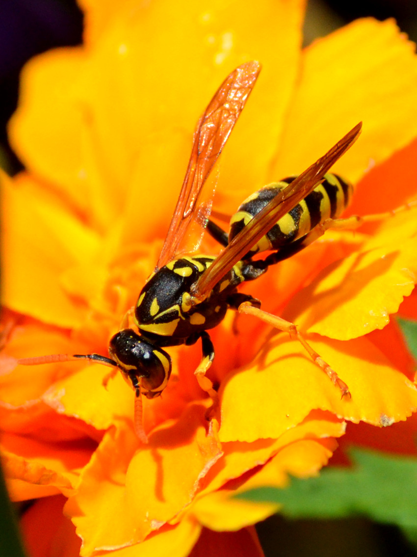 DSC_8811_1.jpg