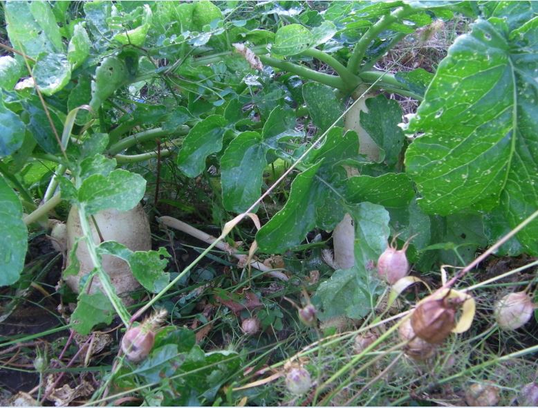 organic turnips
