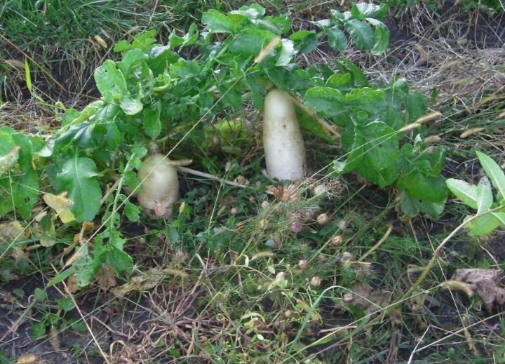 organic turnips