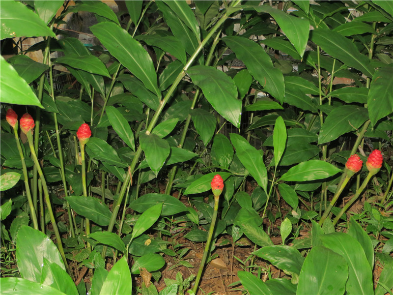 IMG_2581.jpg