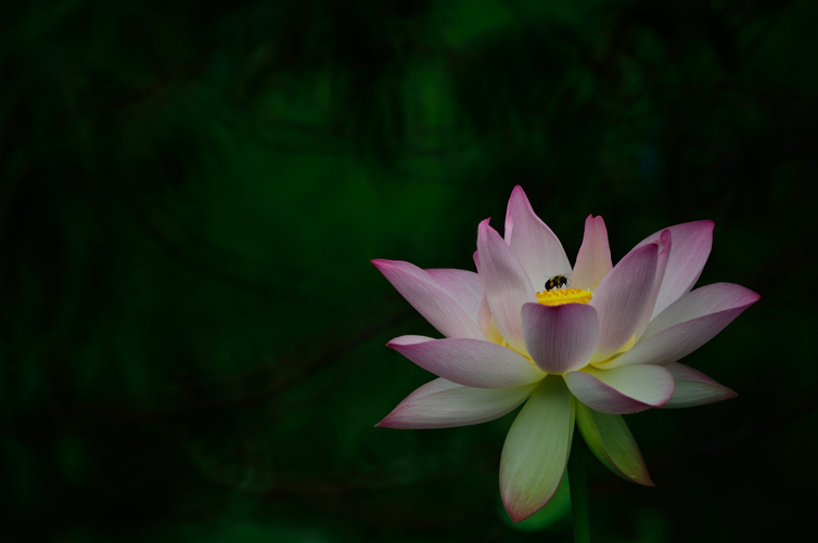 DSC_1379.jpg
