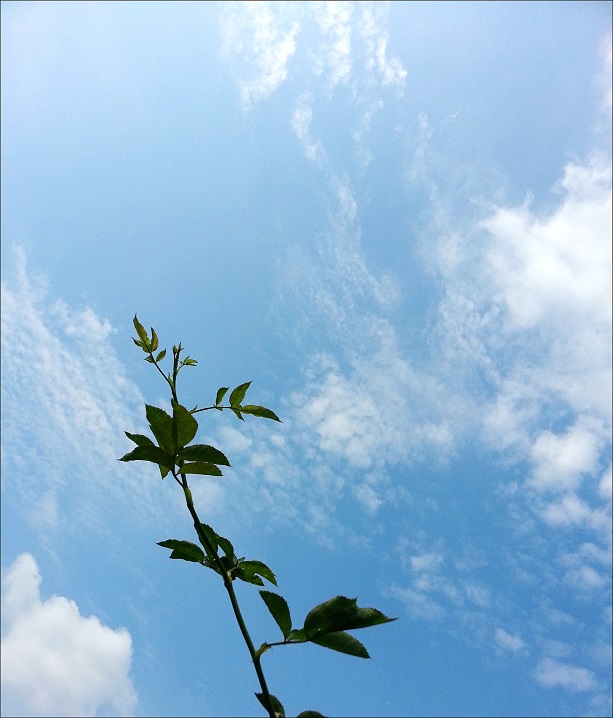 20130828_105236_conew1.jpg