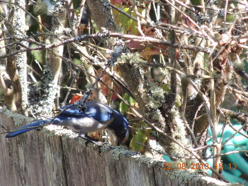 bird 142_.jpg