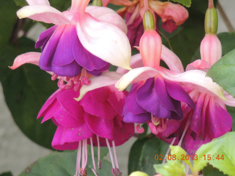 flower 331_.jpg