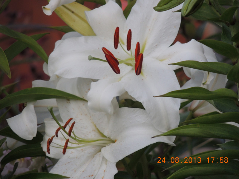 flower 653_.jpg