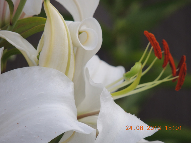flower 670_.jpg