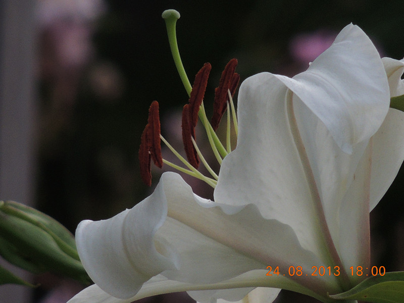 flower 664_.jpg