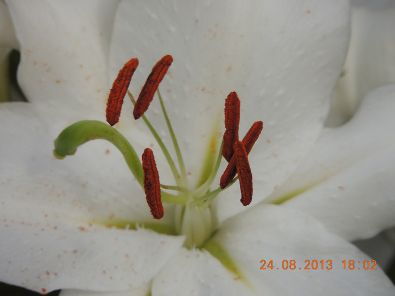 flower 677_.jpg