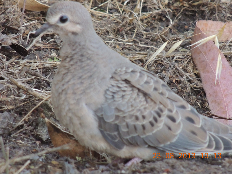 bird 384_.jpg